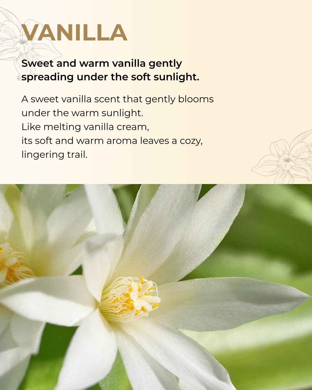 Perfume Body Mist (Chiffon Vanilla) - 110ml